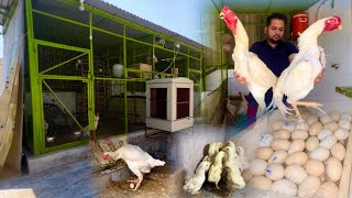 Shamo Breed Krwa k munafa kis trah krwa skty hain, Hen Hatching Eggs At Home, Ground Birds farming