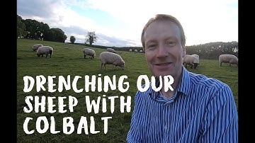 Treating Our Sheep with a Cobalt and Selenium Solution (Drenching).