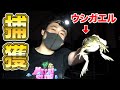 鰐さんと巨大ウシガエル捕まえに行ってみた。