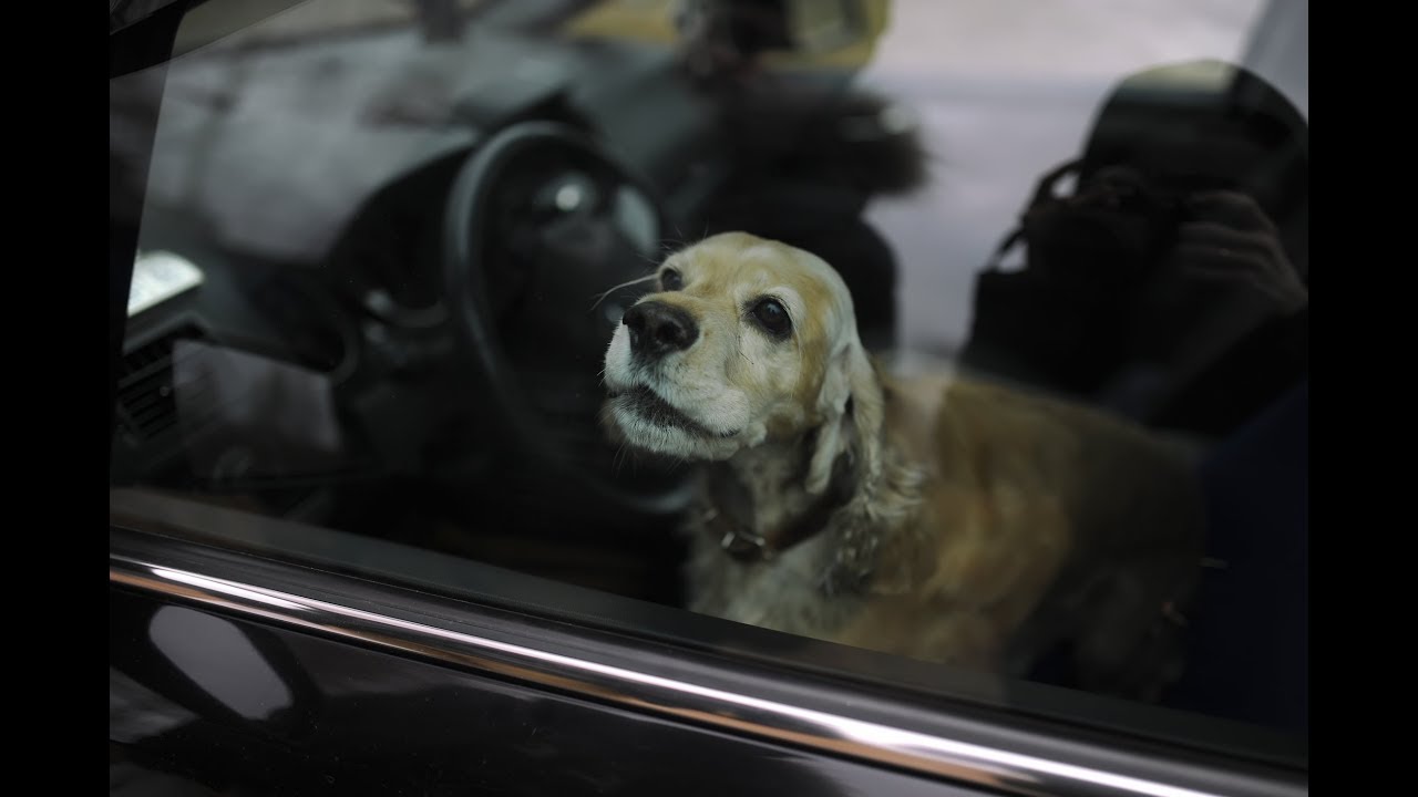 Police Explain What to Do if You See a Child or Pet Locked in a Hot Car ...