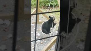 Couple shocked as bear plays with backyard swing at Tennessee cabin