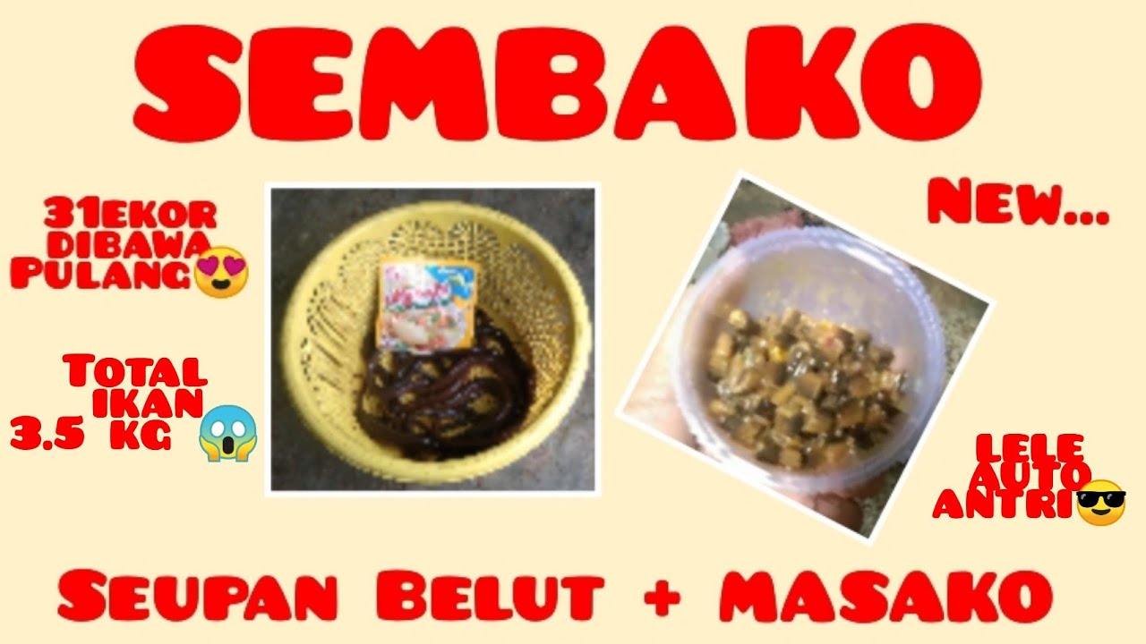 MANCING LELE SERU || media umpan BELUT KUKUS + MASAKO asli josspar masbro !!!