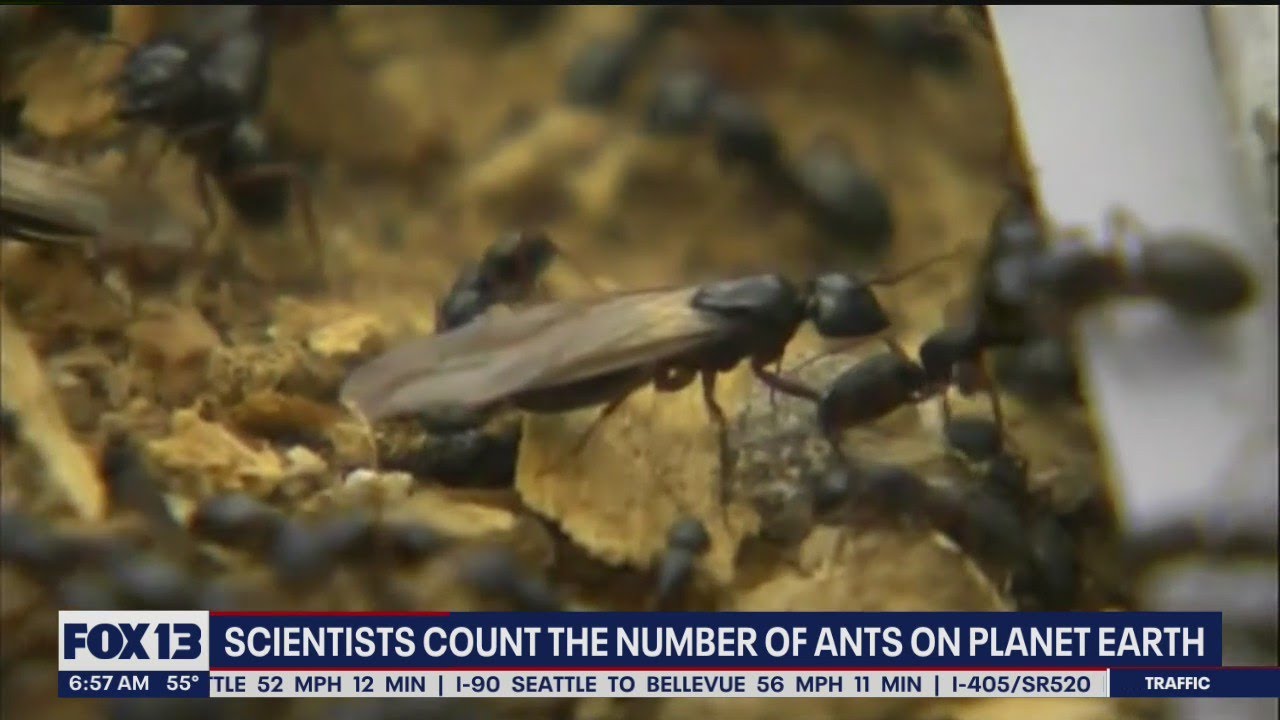 Scientists believe there are 20 quadrillion ants on the FOX 13