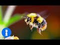 Giant Furry Bumblebees - CUTE Compilation