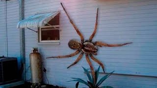 5 СТРАШНЫХ ОШИБОК ПРИРОДЫ 5 СТРАШНЫХ ОШИБОК ПРИРОДЫ
