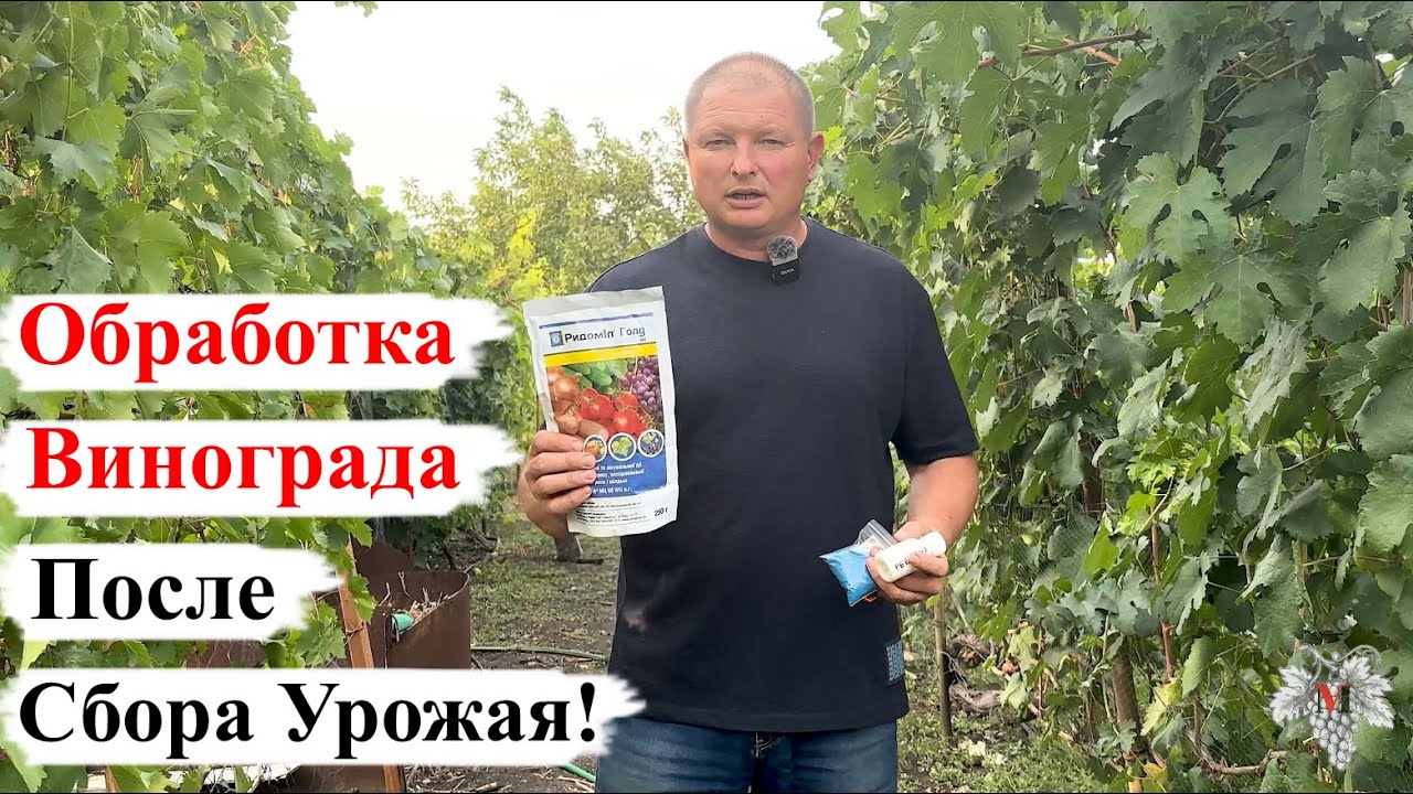 ОБРАБОТКА ВИНОГРАДА После СБОРА УРОЖАЯ!
