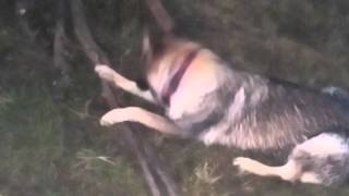 Kya-Raa The German Shepherd The Best Dog Ever 6