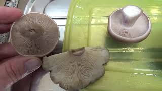 Field blewits or ??? 2. of 2.