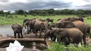 Somalisa Elephant Pool