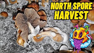 How To Harvest, Dry, & Clone Mushrooms  | Boomr Kit EP7