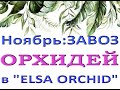 ПОТРЯСАЮЩИЙ завоз ОРХИДЕЙ в 'Elsa Orchid',ноябрь 2021.ОРХИДЕИ ПОЧТОЙ,Самара,ссылки - в описании.