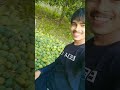 #shorts Mango 🥭 #viral #youtubeshorts