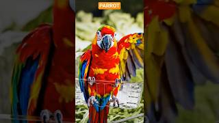 PARROT TO Prada Parrot #forestrestoration #funny #fairytalesstory #cartoon #animals