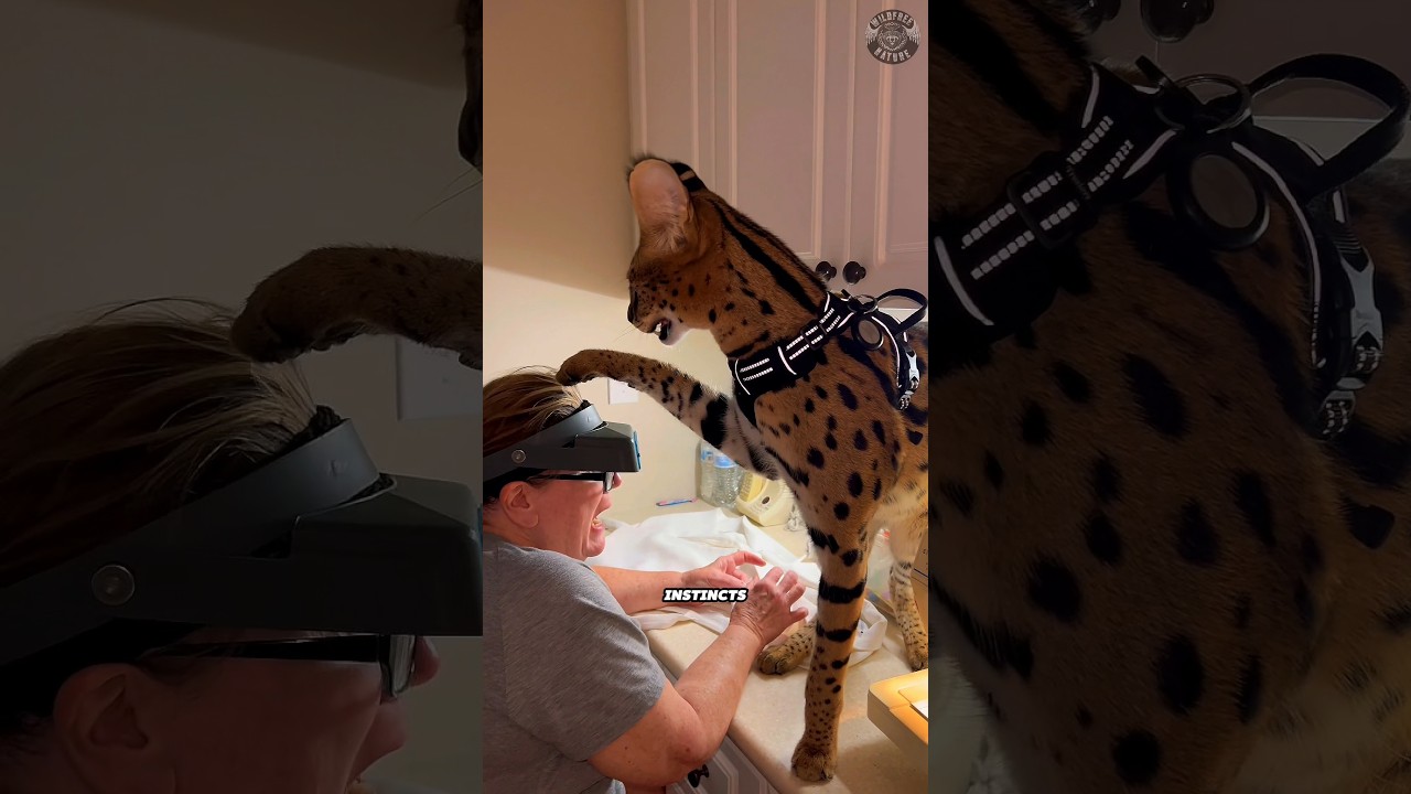 Savannah Cat: Too Wild or the Perfect Pet?