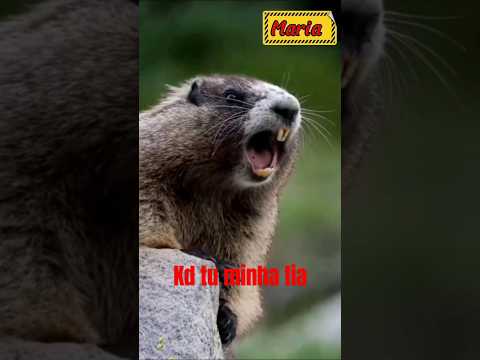 Maria KD Tu Minha Fia Shorts Humor Nomes