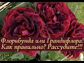 Флорибунда или Грандифлора?  Как правильно?  Рассудите!