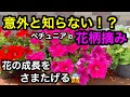 『意外と知らない花柄摘み！？』下葉の処理も一緒にやろう😊
