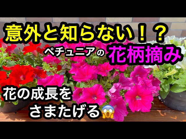 花摘み 花摘みz 【公式通販】