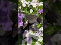 🦋香りに惹かれて飛んで来た✨