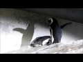 空を飛びたいペンギン・・・?(20151025@サンシャイン水族館)