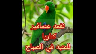 نغمه منبه عصافير كناريا في الصباح روعه 2021