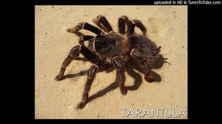 DARKENIUS STORM - TARANTULA (2018 INSTRUMENTAL DEMO)