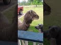 Baby Camel meets silly puppy