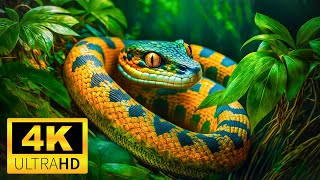 Исследуйте разнообразных животных мира — 4K (60 кадров в секунду) Ultra HD — с естественными звуками