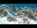 Sun siyam vilu reef maldives snorkeling part 1