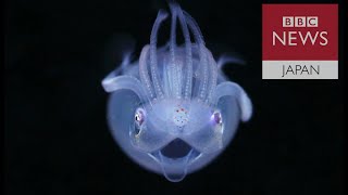 美しく知られざるプランクトンに光を　日本人写真家