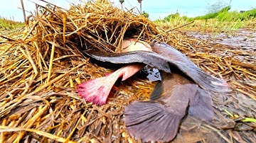 Wow, amazing fishing video, catching fish in the rice fields under straw with skilled hands
