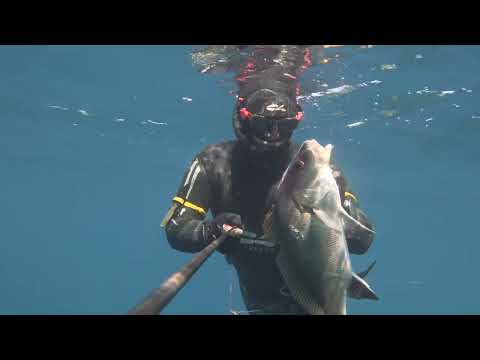 CORVINA ALL' AGGUATO.