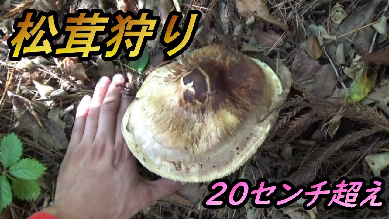 松茸狩り】南向きの山で巨大松茸が採れる、ホイル焼きで食す - YouTube