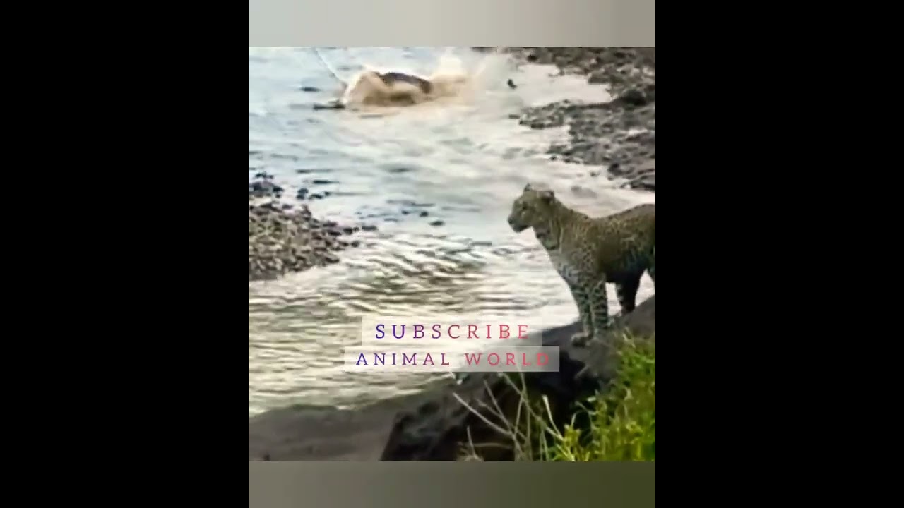 LEOPARD STALKING THEIR PREY