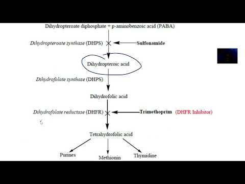 Para Aminobenzoic Acid PABA Dihydropteroic Acid Dihydrofolic Acid Tetrahydrofolic Acid 