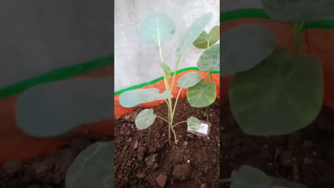 BROCCOLI UPDATE||BROCCOLI PLANT || BROCCOLI GROWTH||