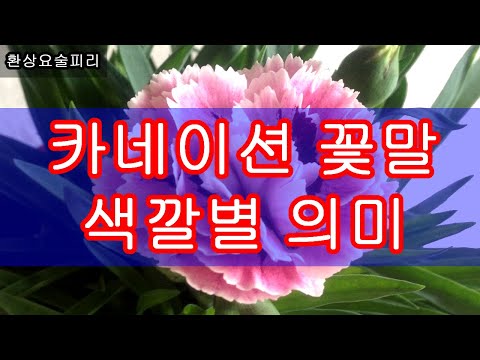 카네이션 꽃말, 색깔별 의미 (Carnations flower language, meaning by color)