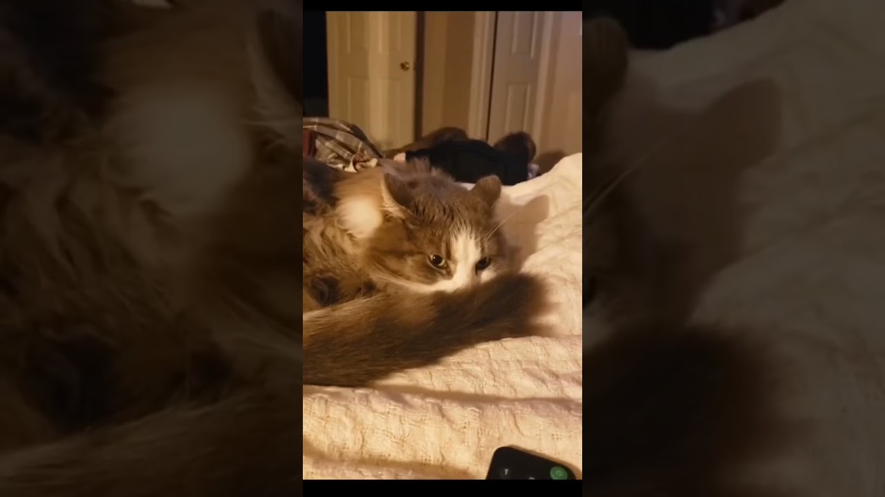 The Great Nyanko War 🐈【ニャンコ大戦争】