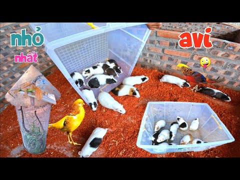 Video Tự Làm Chiếc Avi Nhỏ Nhất Nuôi Kỳ Nhông Và Tách Chuột... - youtube