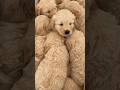 Shorts Puppy Puppies 