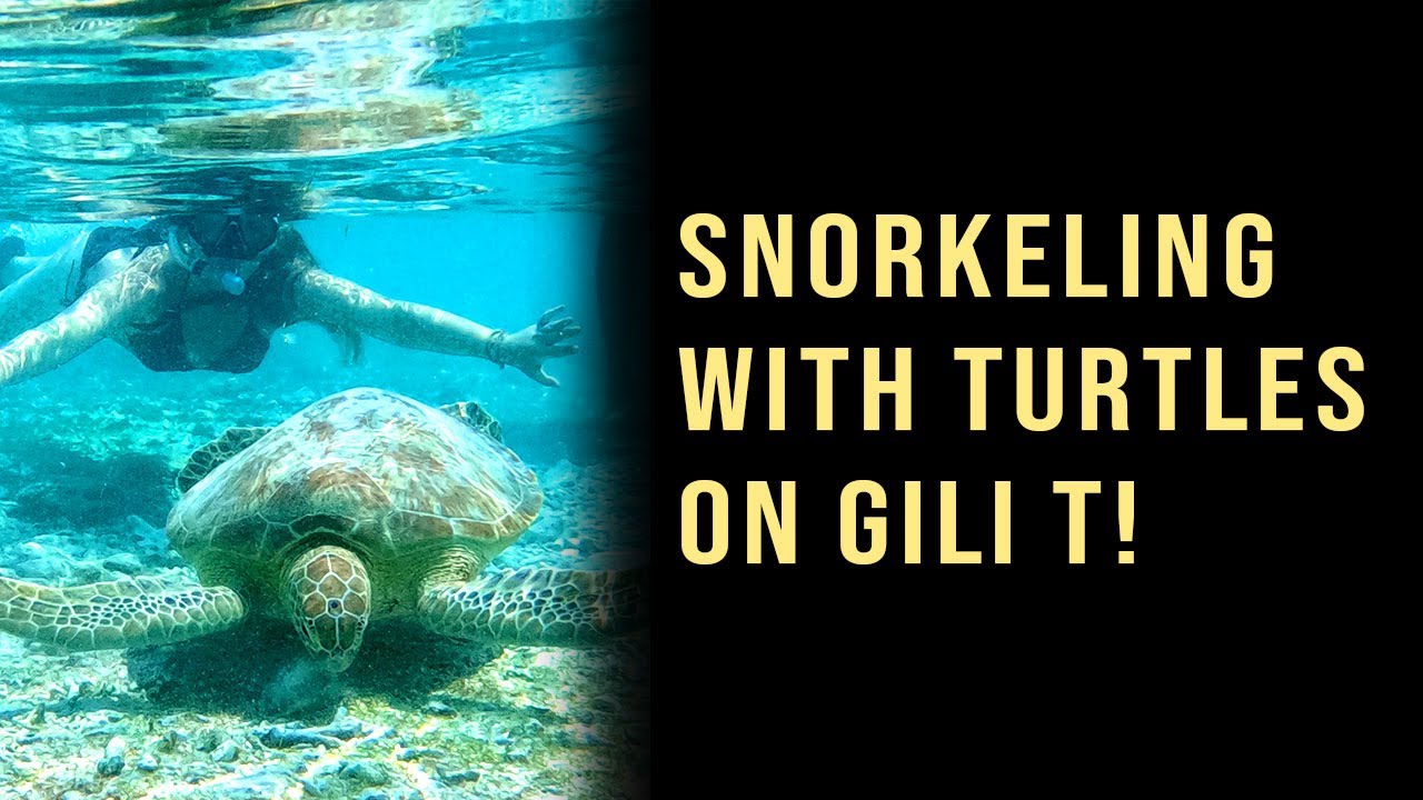 Mit Schildkröten schnorcheln auf Gili T