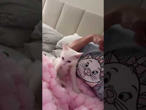 Kpizzle Who Is This Imposter Cat Catlover Kitty