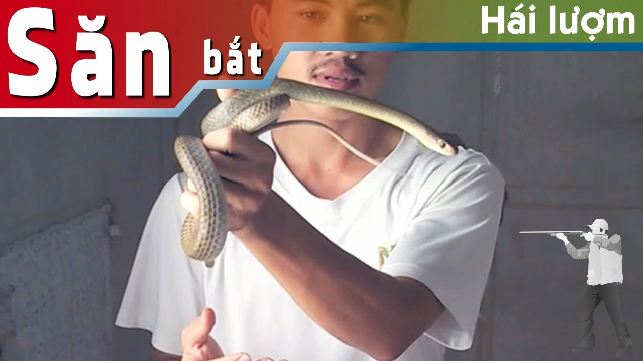 Rắn không có nọc độc (non venomous snakes) - youtube