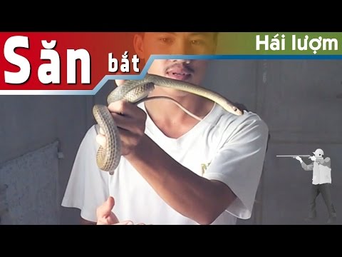 Video Rắn không có nọc độc (non venomous snakes) - youtube