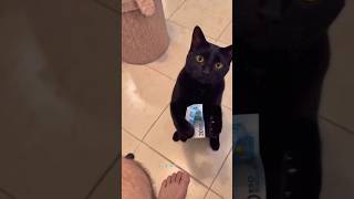 The weirdest AI dog I've ever seen #funny #ai #fail