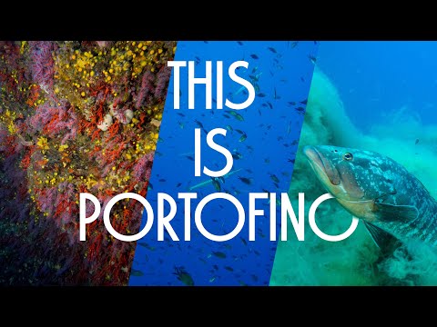 THIS IS PORTOFINO - Secca Gonzatti , Cristo degli abissi , L'Altare.