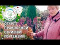 Обрезка метельчатой гортензии осенью. Правильная обрезка гортензии.