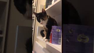 Ne Istediğini Anlatan Kedi