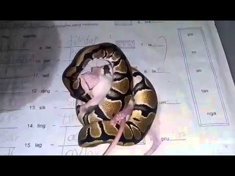 Ball python live feeding - time lapse - YouTube