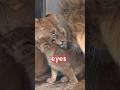オリト「叱られる?」旭山動物園ライオン🦁Dad knows how strong Mom is.#shorts #lion #cubs